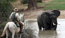 Zimbabwe-Hwange Park-Hwange Big Five Safari